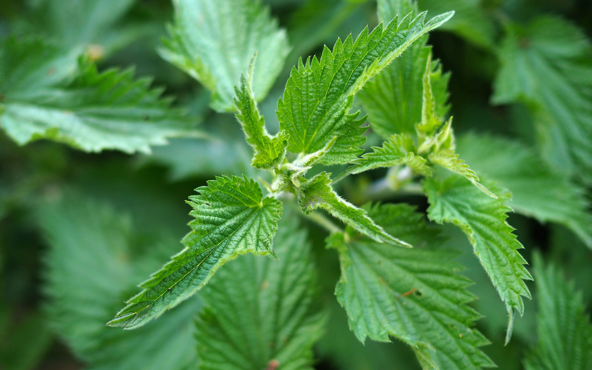 Nettle Leaf (Urtica dioica)