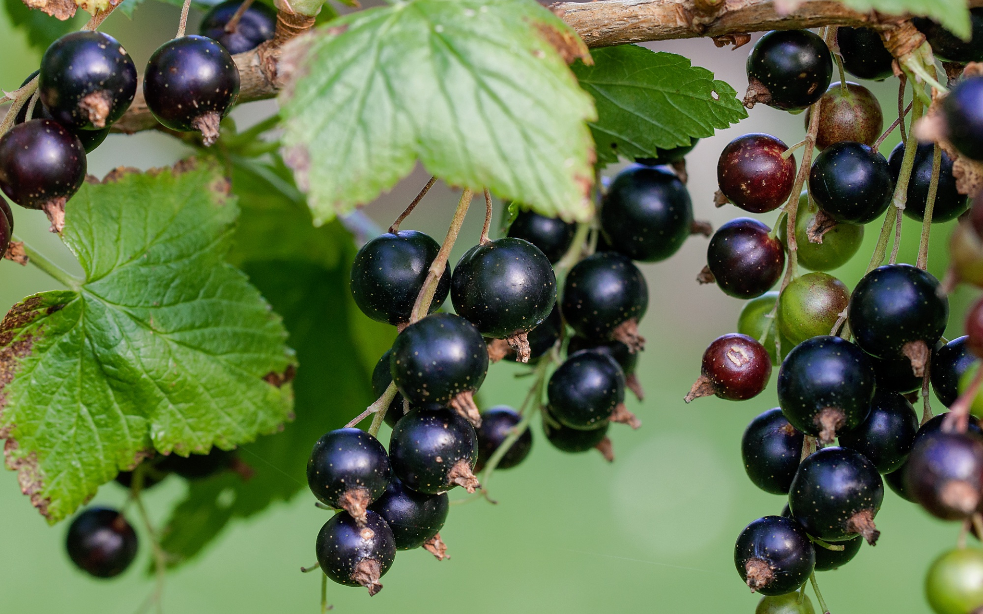 Black Currant (Ribes nigrum)