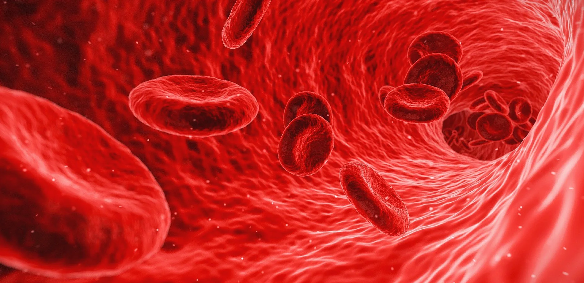Does the Blood-Type Diet Support the Body Long Term?