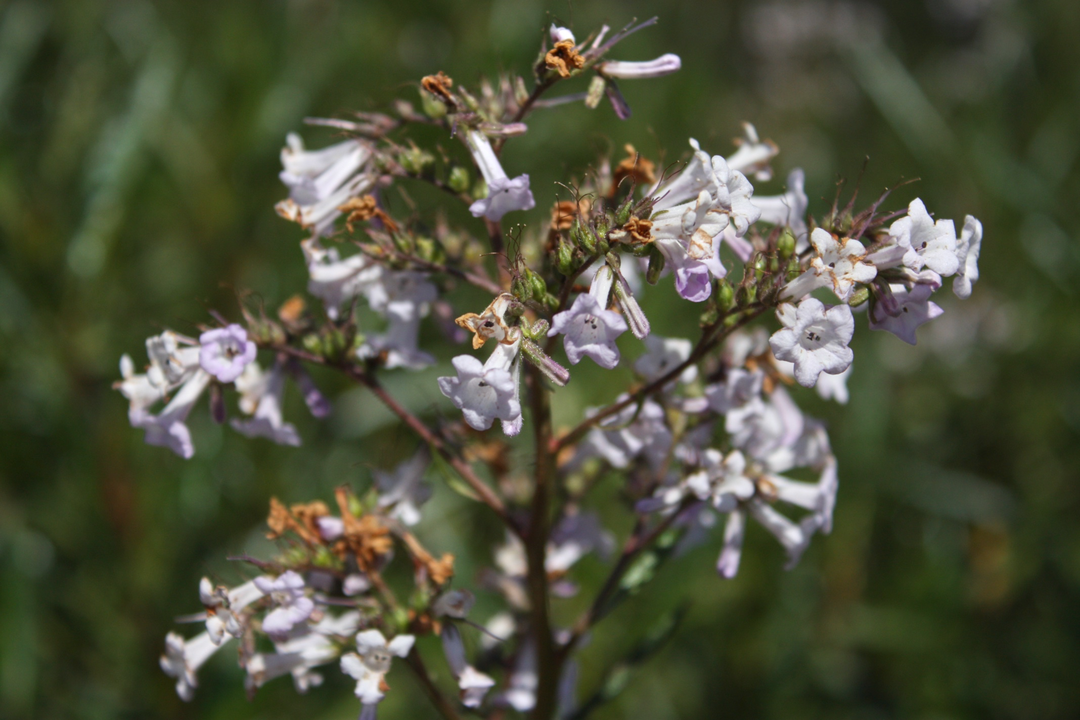 Yerba Santa (Dried Leaf)