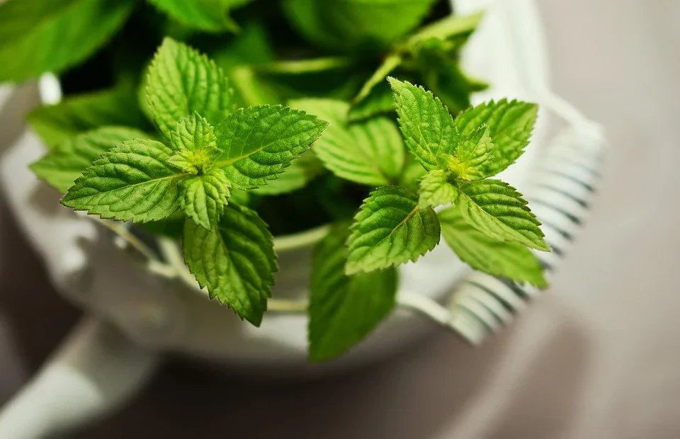 Spearmint (Mentha Spicata)