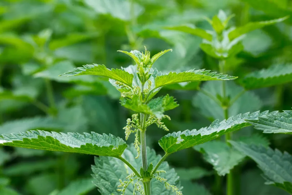 Stinging Nettle Leaf (Urtica dioica)
