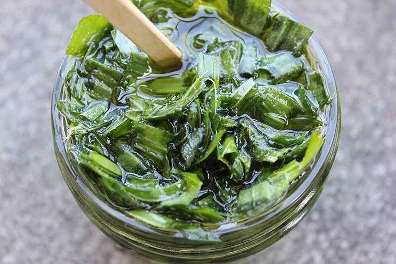 Plantain Leaf (Infusion Compress)