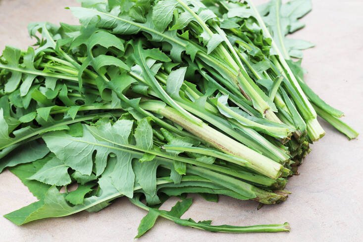 Wild Lettuce (Lactuca virosa)