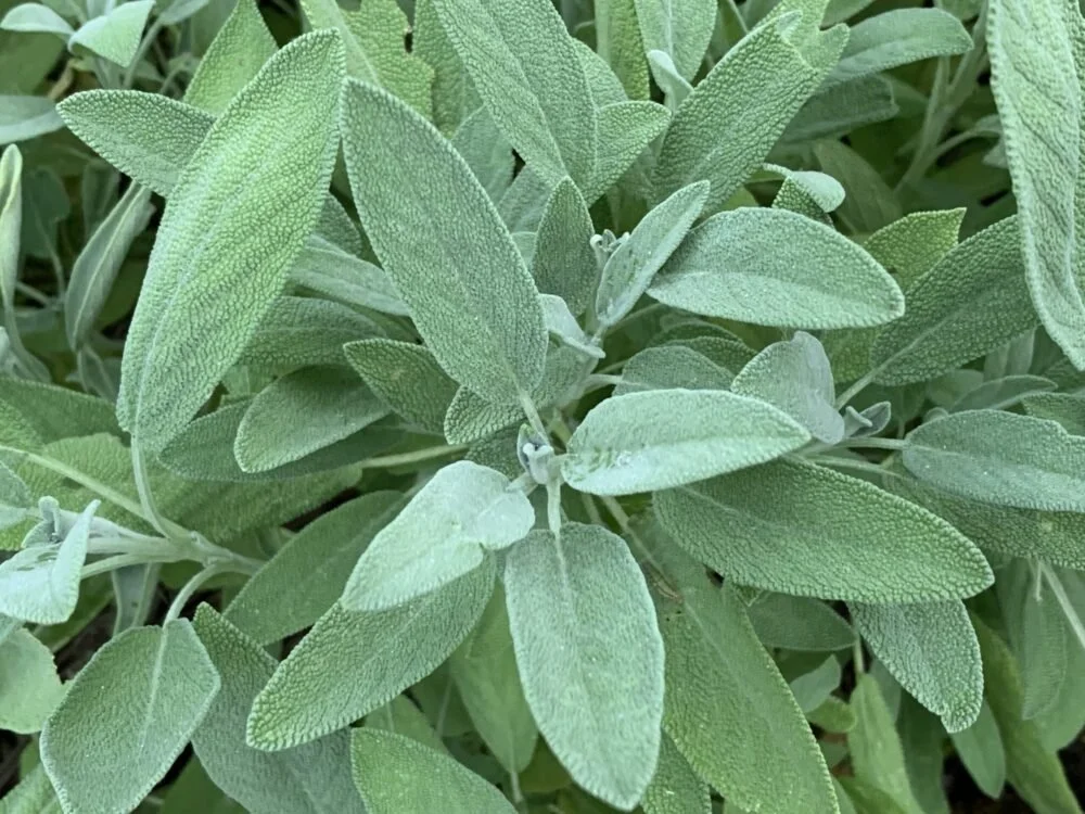 Sage (Salvia Officinalis)