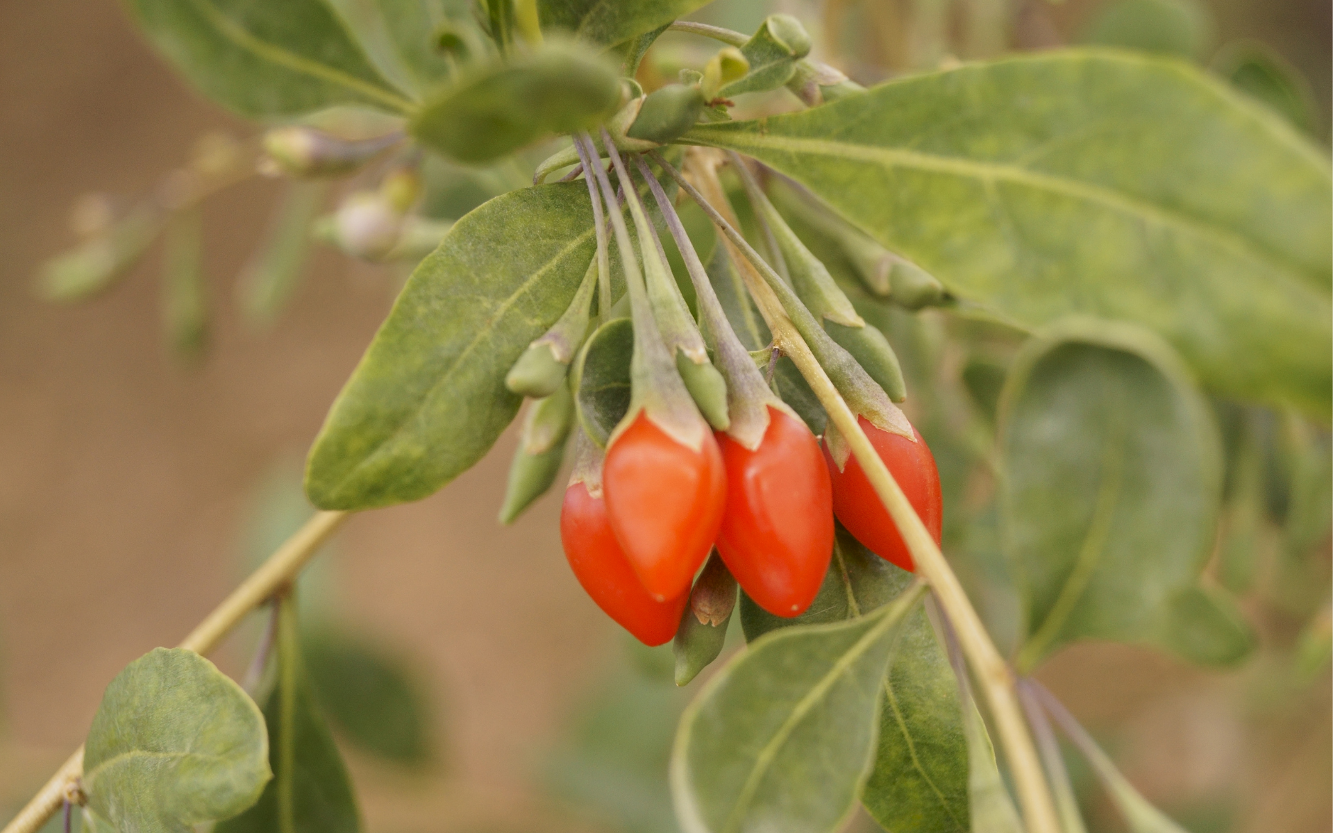 Goji Berries (Lycium barbarum)