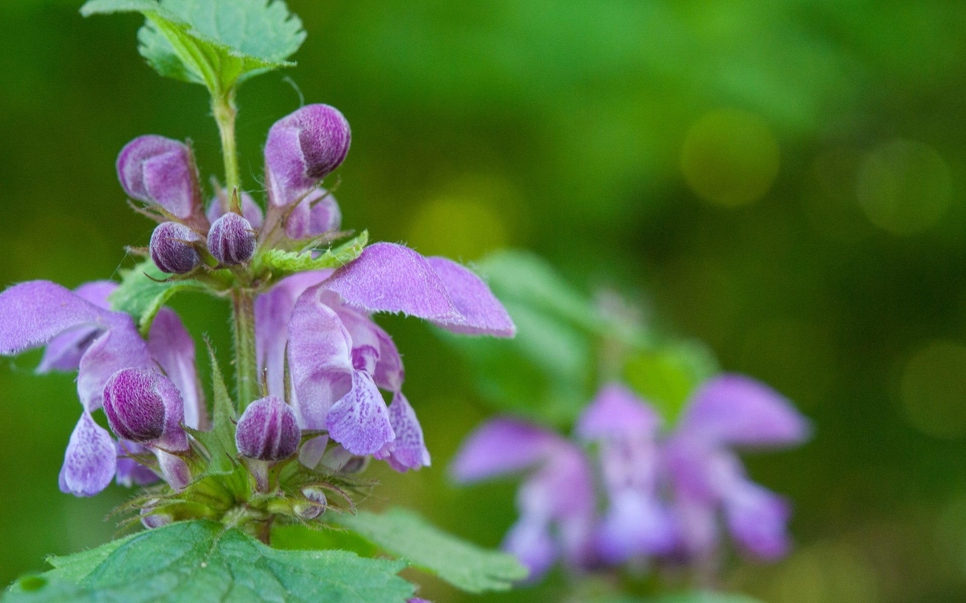 Skullcap (Scutellaria lateriflora)