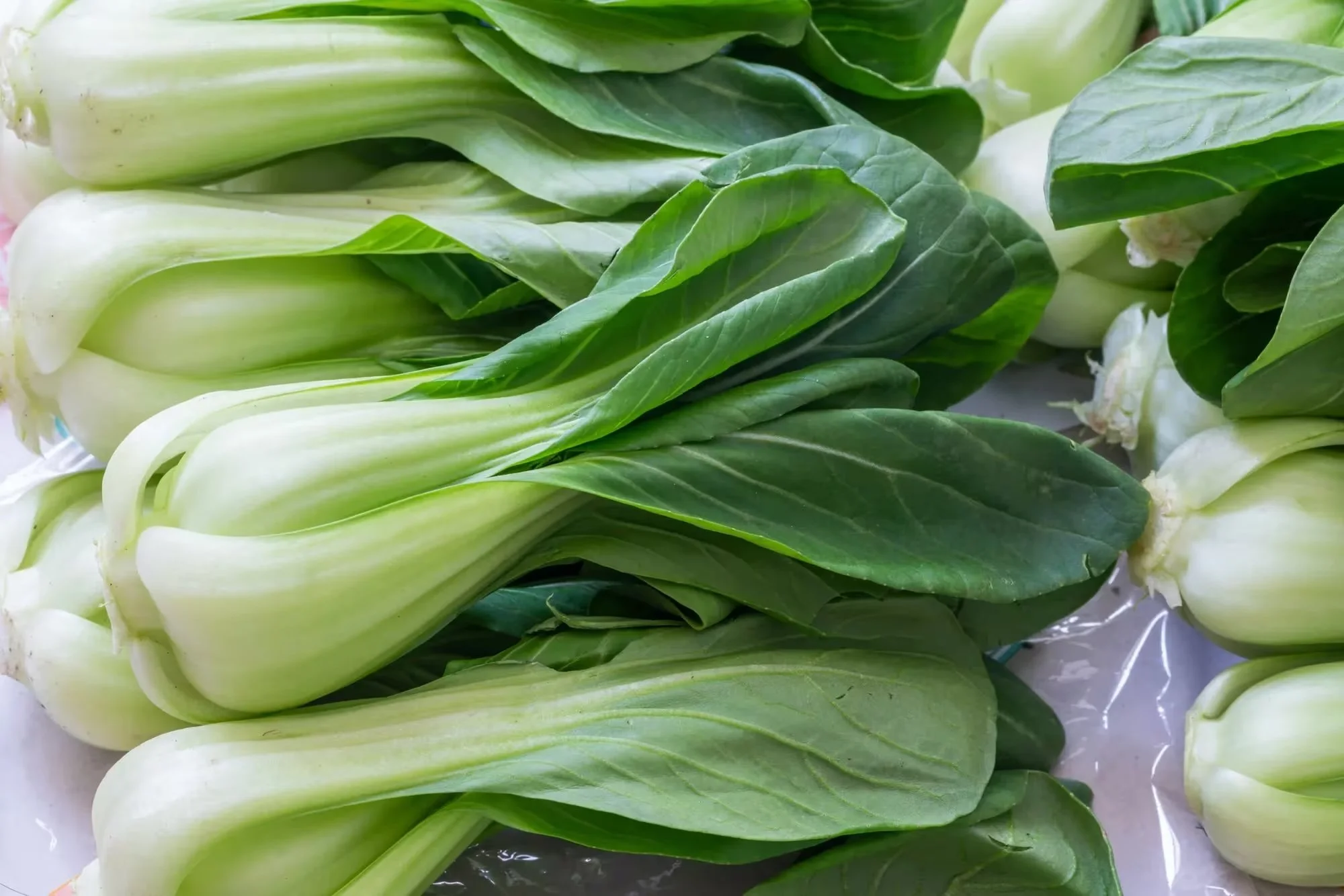 Bok Choy