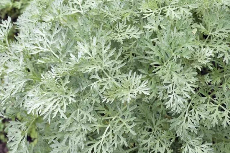 Wormwood (Artemisia Absinthium)
