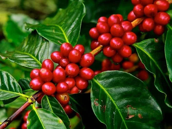 Coffea canephora (Robusta Coffee)