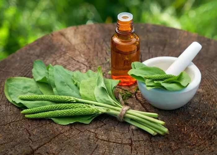 Plantain (Infused Oil)