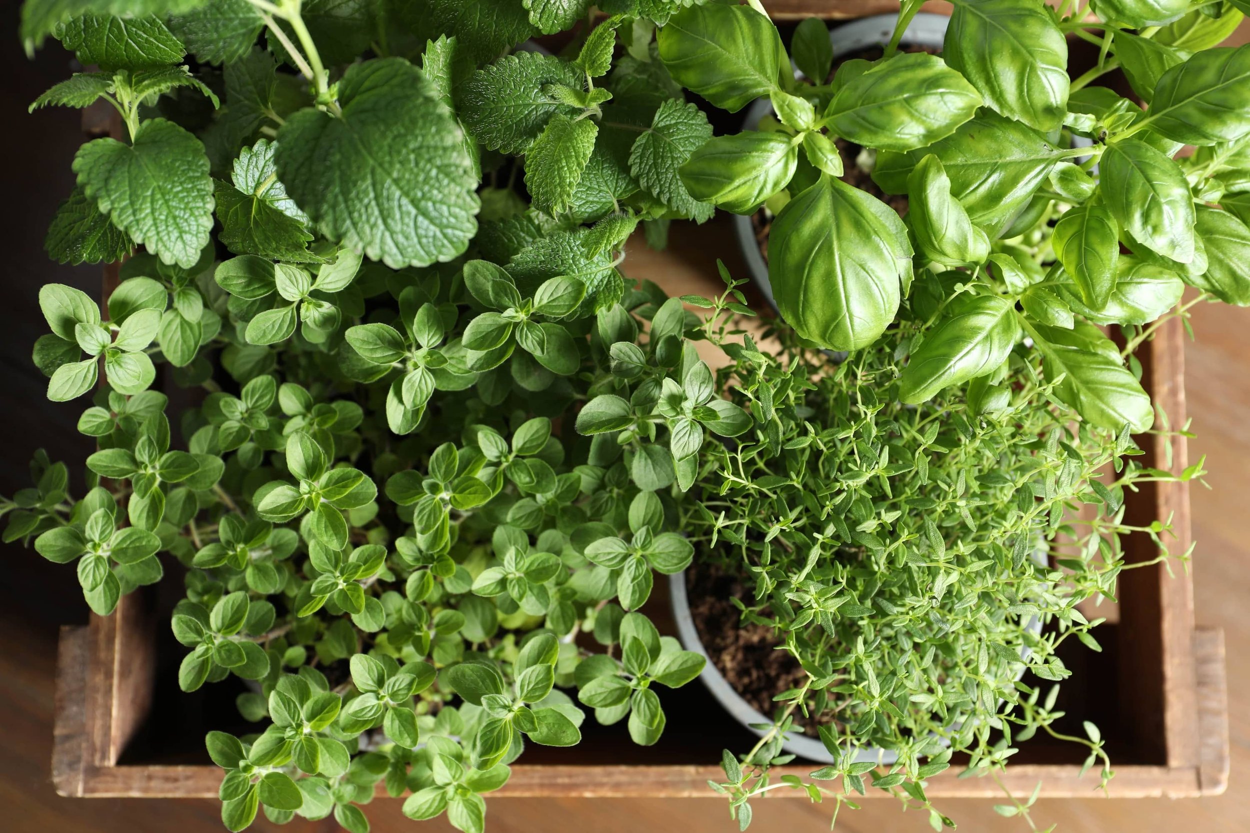 Concentrated Herbal&nbsp;Antispasmodic Formula