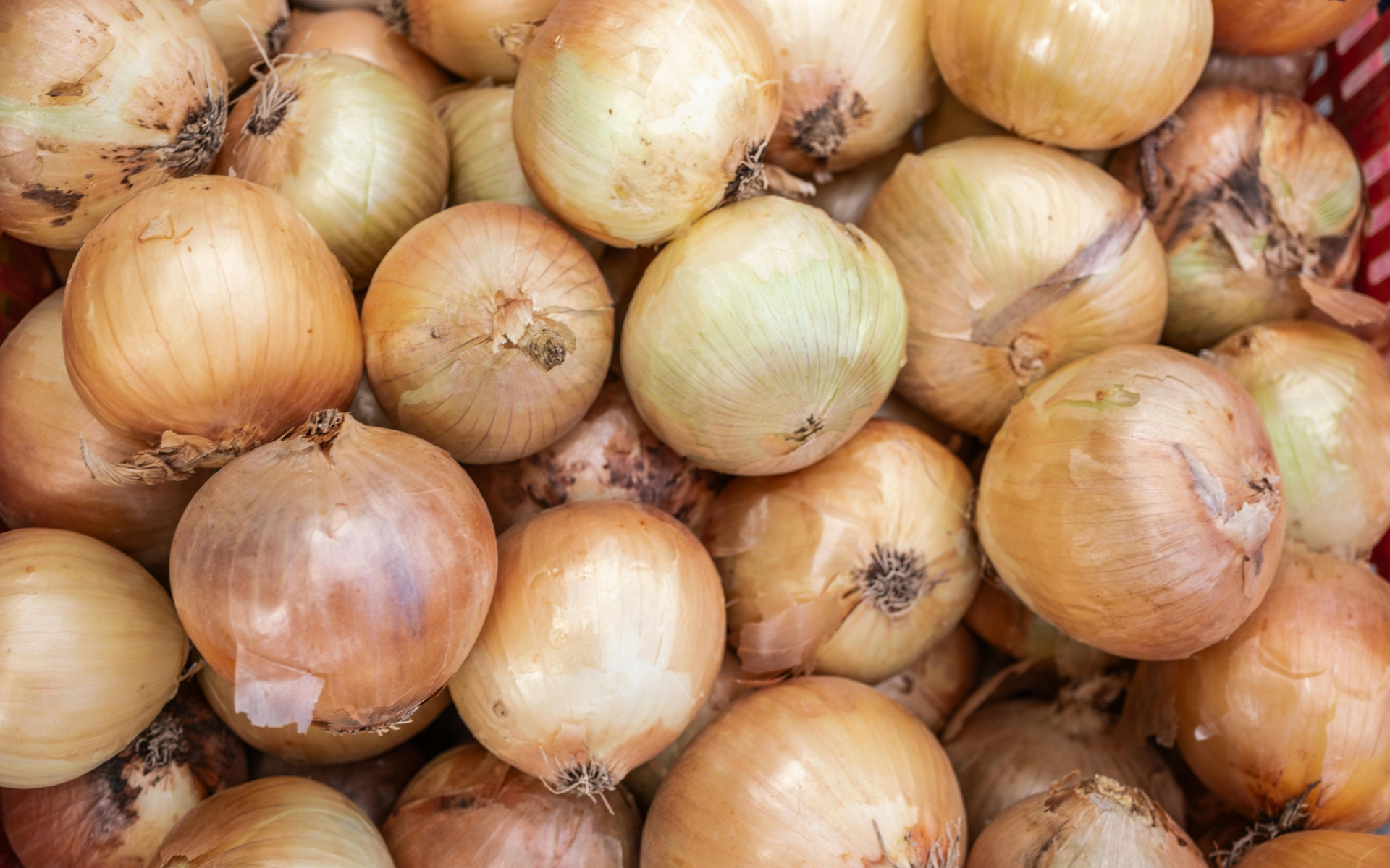 Yellow Onion (Allium cepa var. cepa)