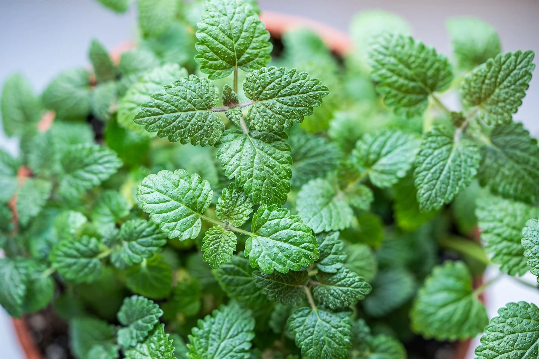   Lemon Balm
