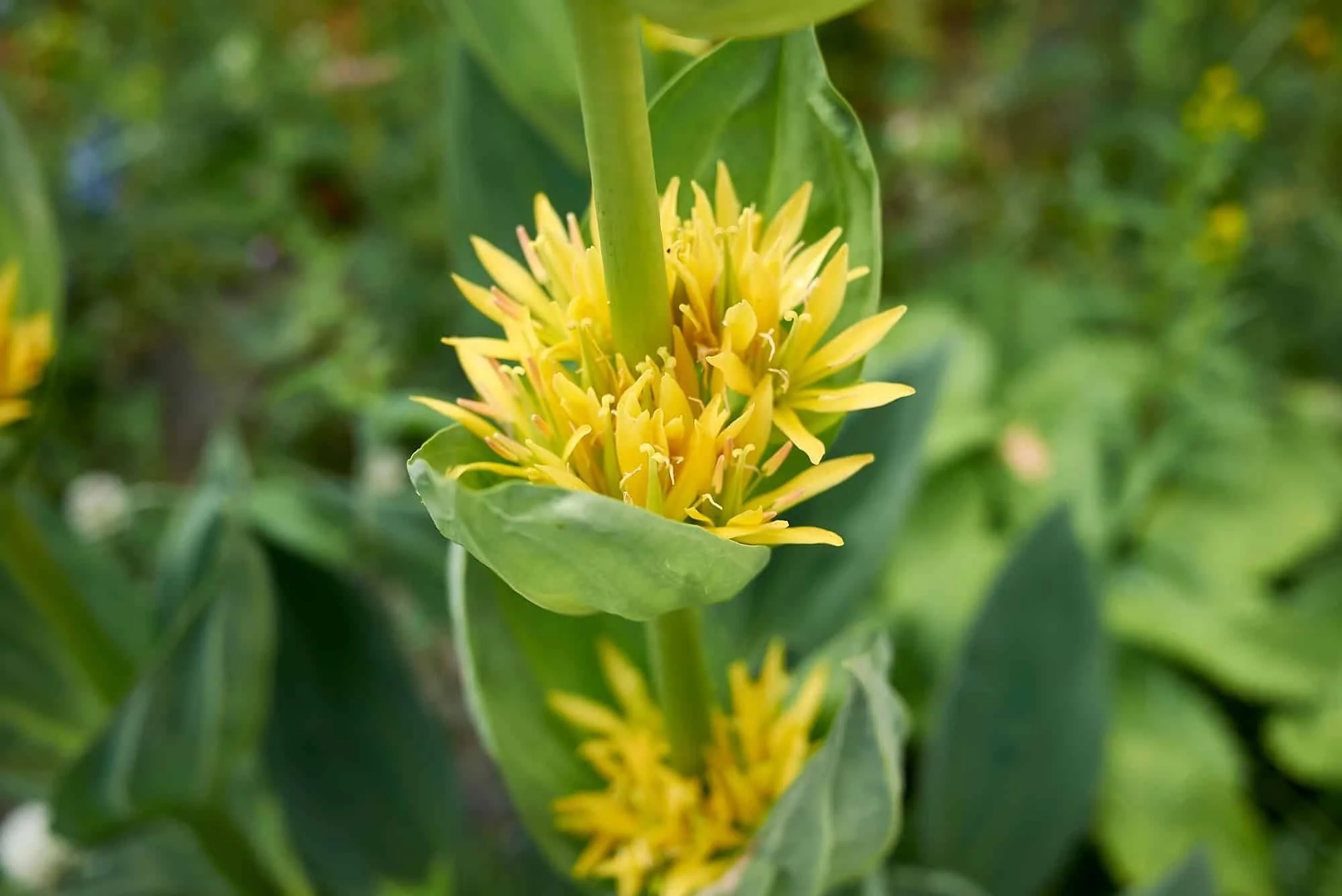 Gentian Root (Gentiana Lutea)
