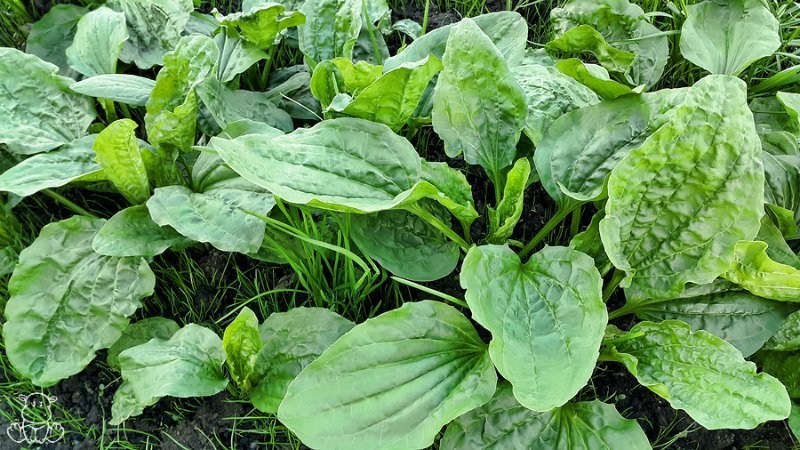 Plantain leaf (Plantago major / Plantago lanceolata)