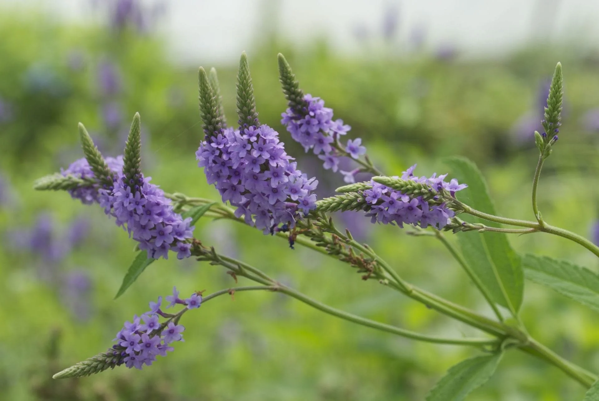 Blue Vervain (Verbena hastata)