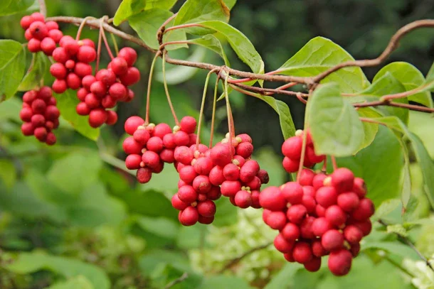 Schisandra Berry (Schisandra chinensis)