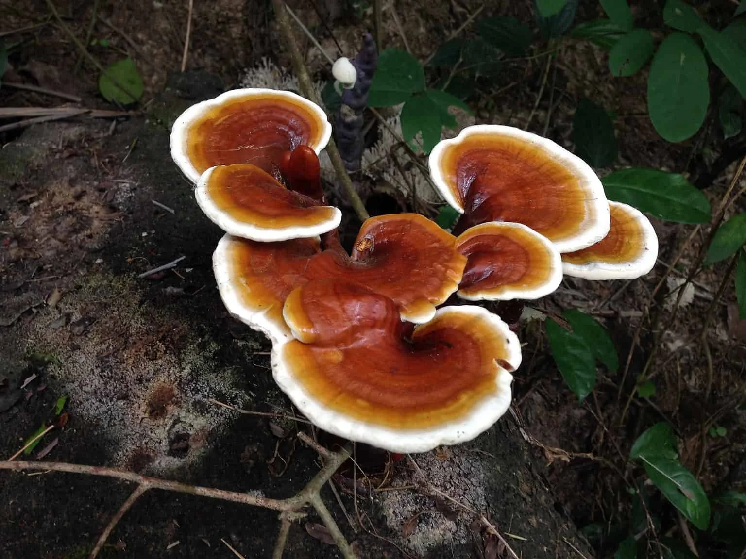Reishi Mushroom (Ganoderma lucidum)