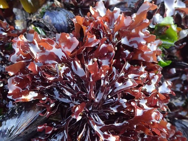 Irish Sea Moss (Chondrus crispus)