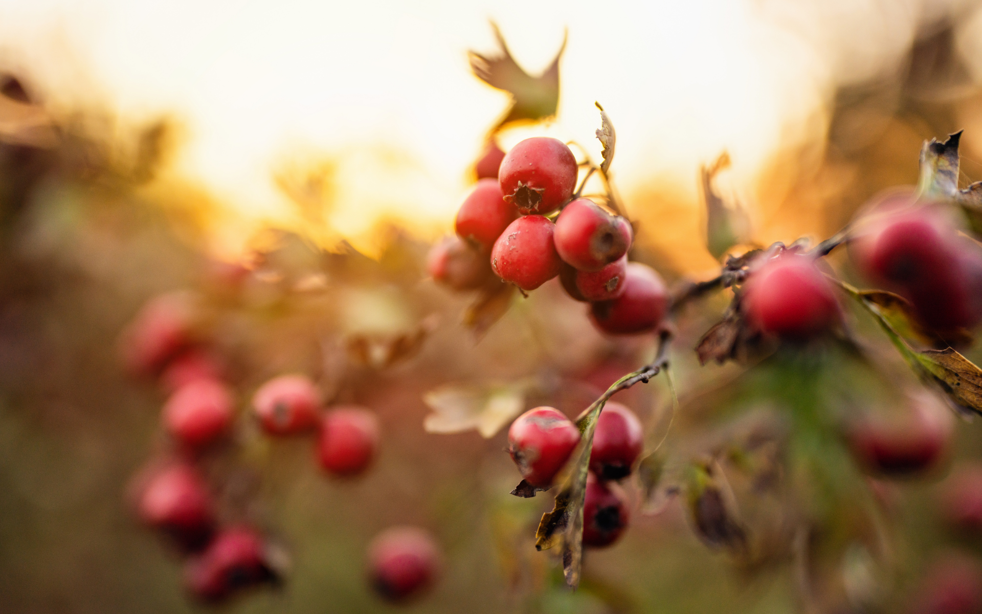 Rose Hips (Rosa spp.)