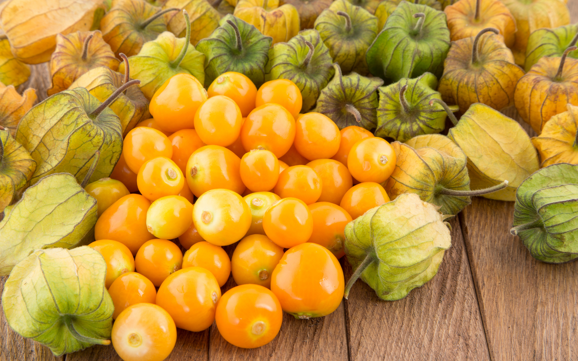Golden Berry (Physalis peruviana)