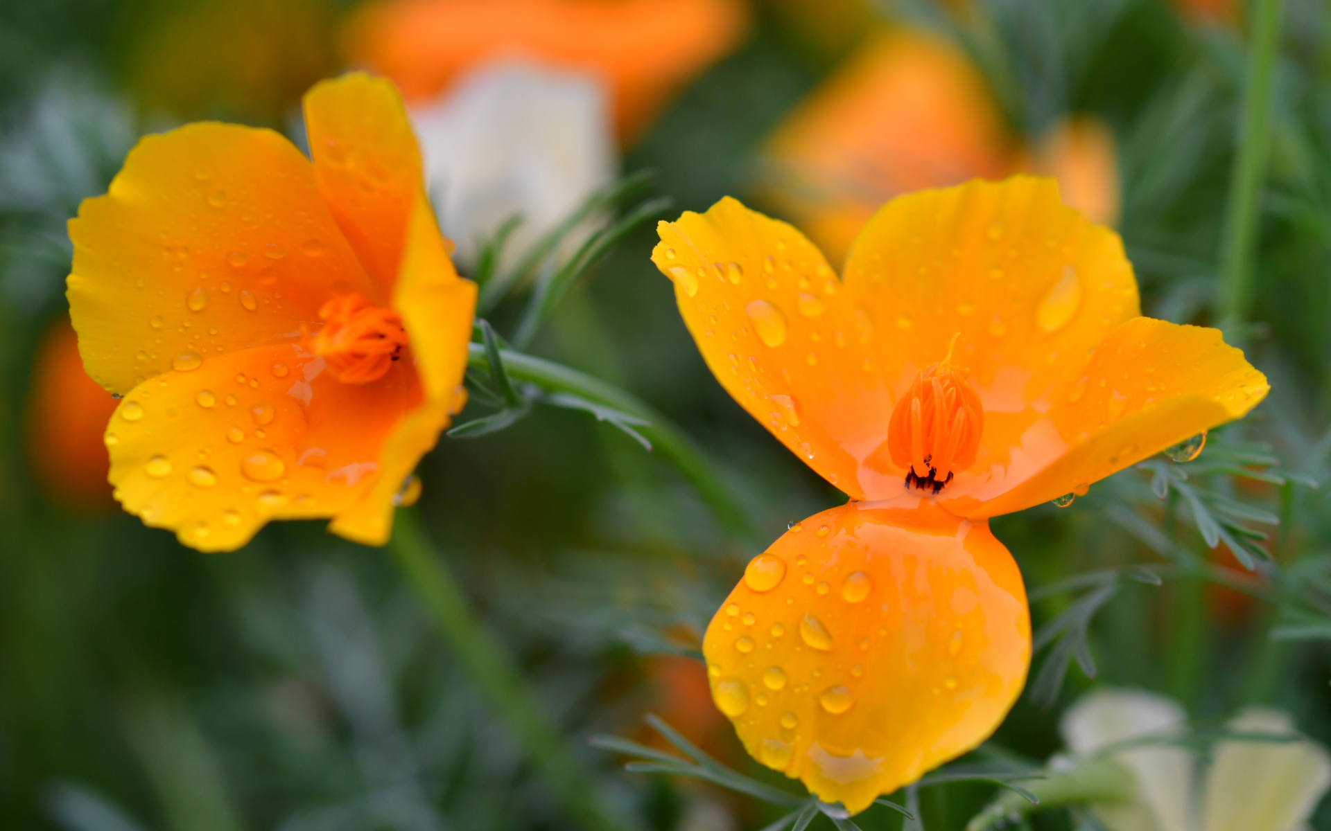 California Poppy (Eschscholzia californica)