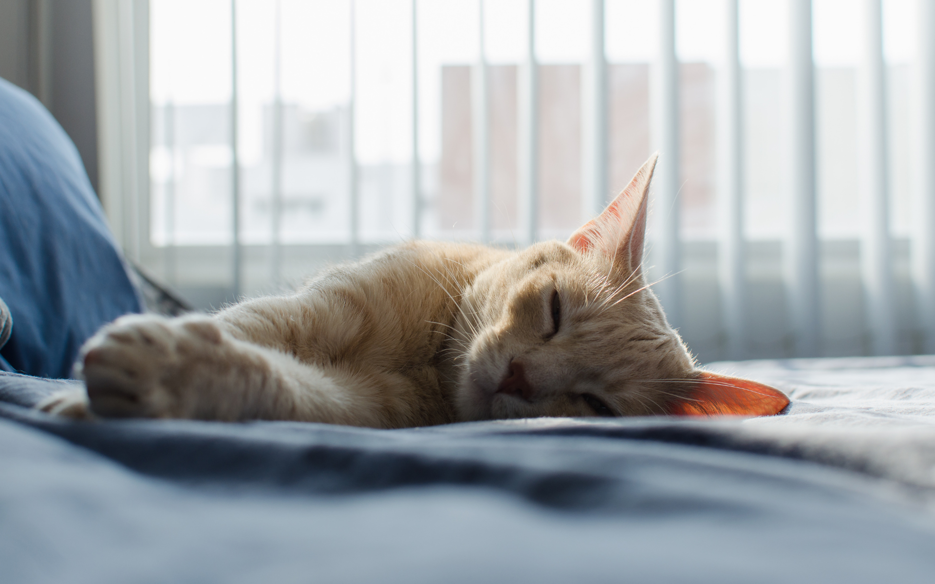 Napping (Therapeutic Rest)