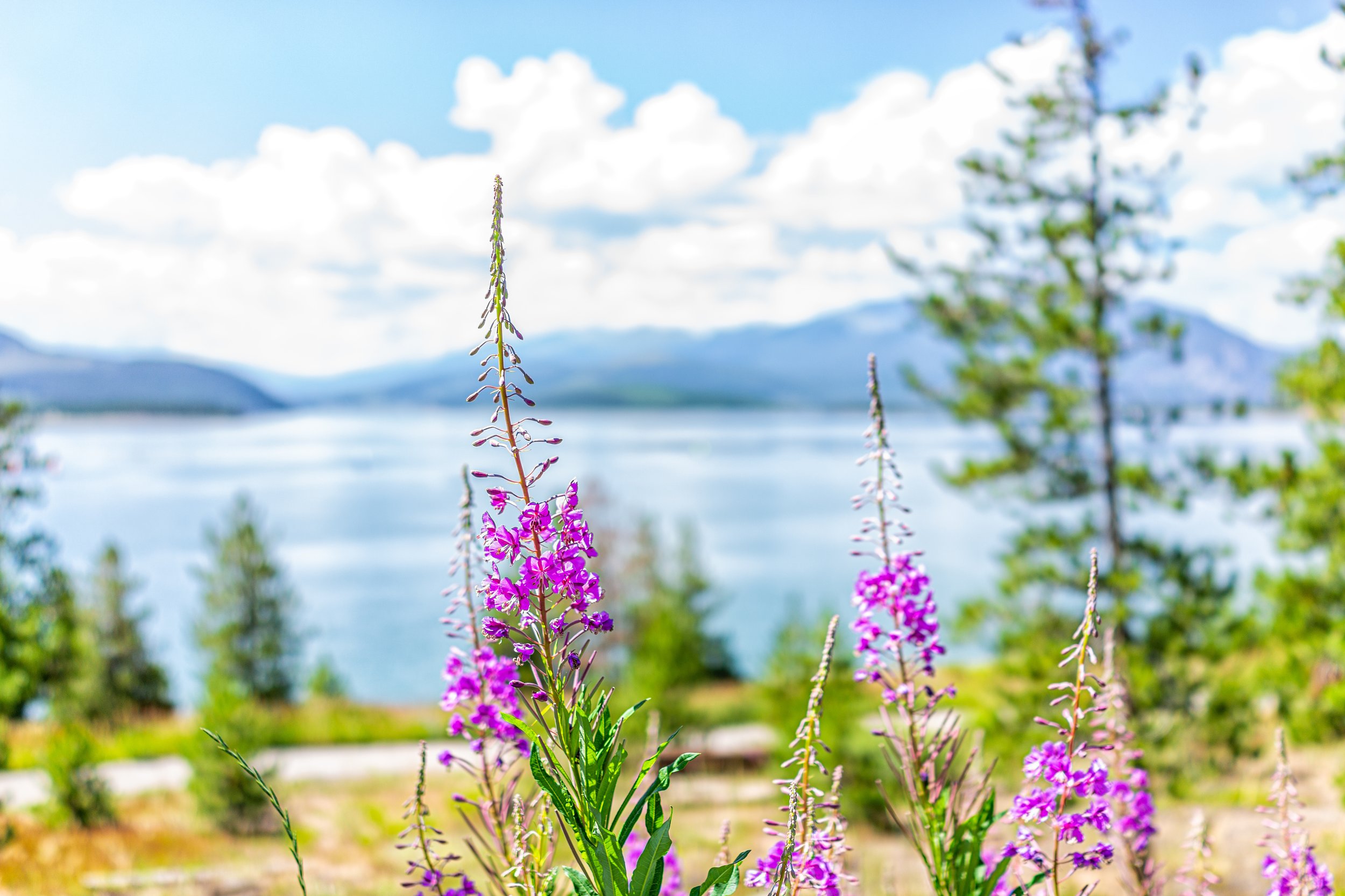 AdobeStock_1074164422.jpeg