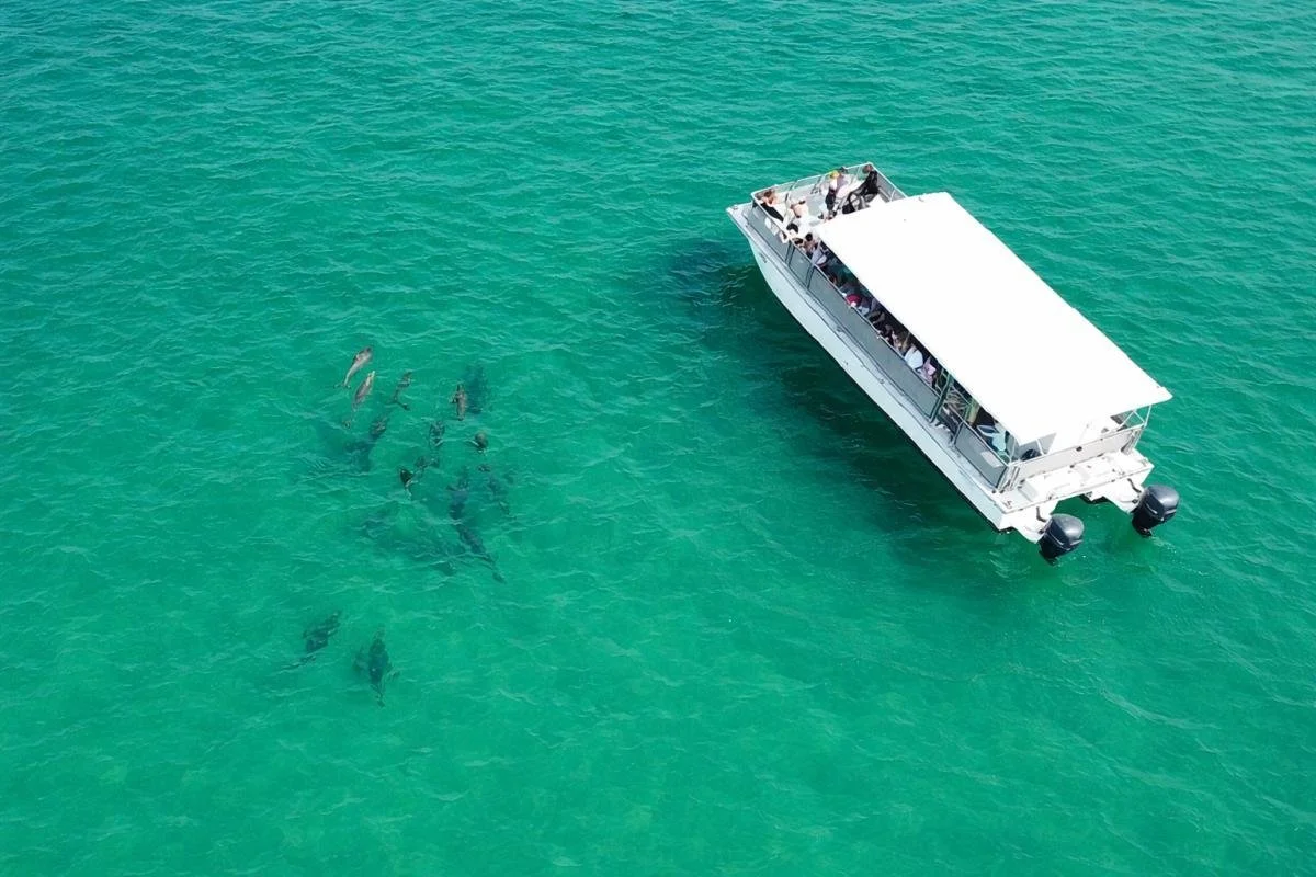 Guests enjoying watching a pod of dolphins swim next to their boat on a dolphin boat tour in the Gulf in Panama City Beach, Florida