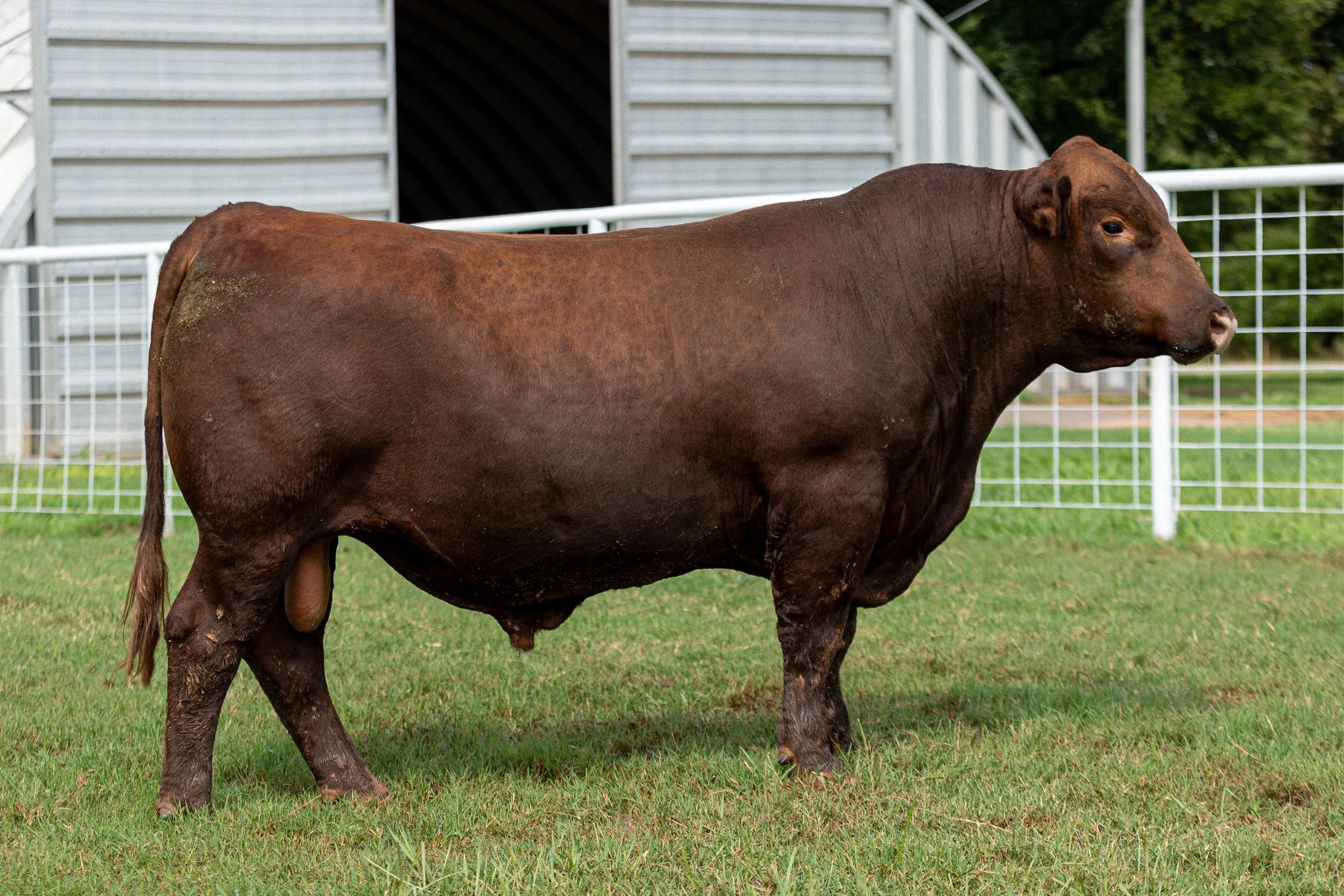 BCRED JUMPSTART 447 -
BIEBER JUMPSTART J137 x BHRA FIONA F189