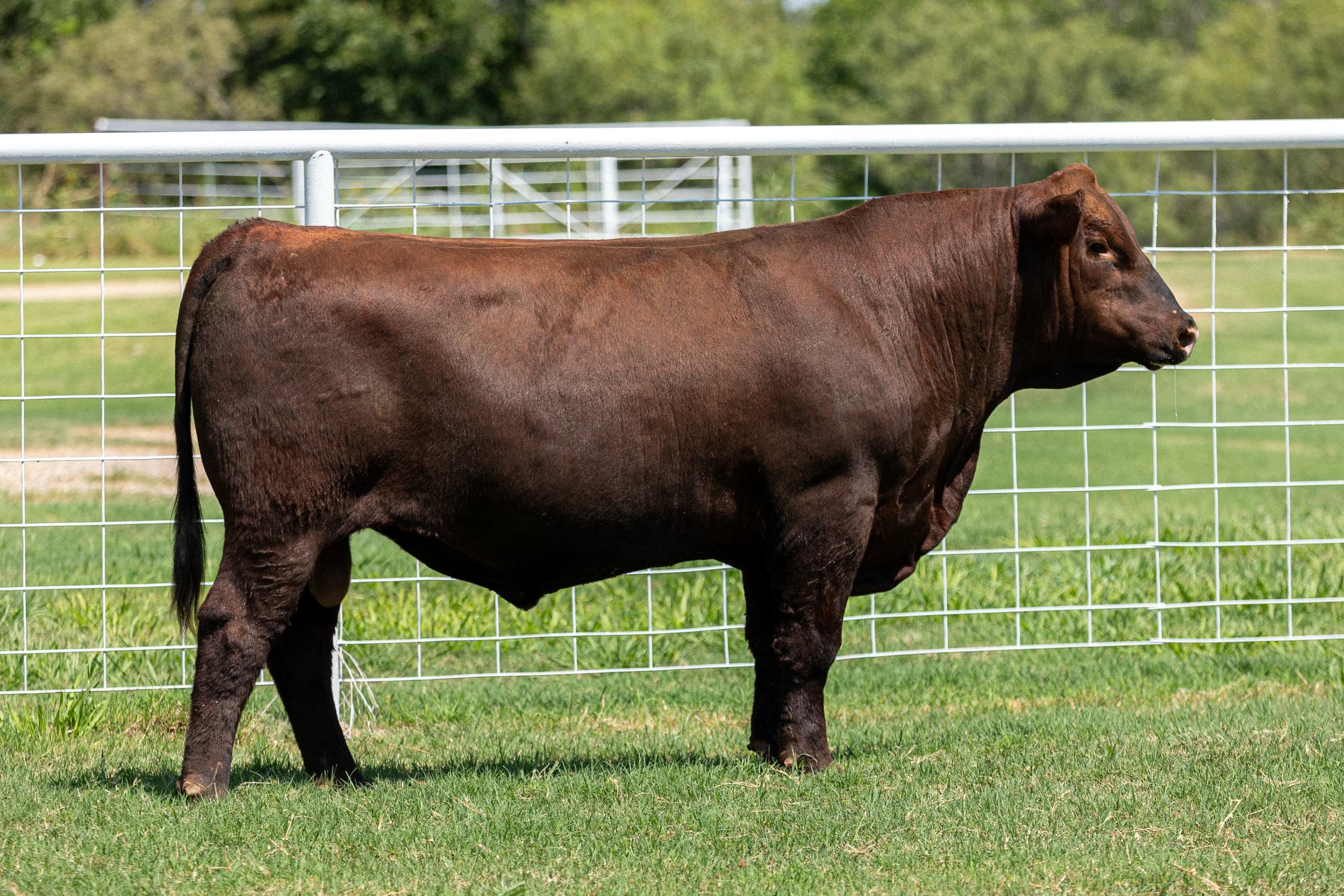 BCRED HOLLYWOOD 453