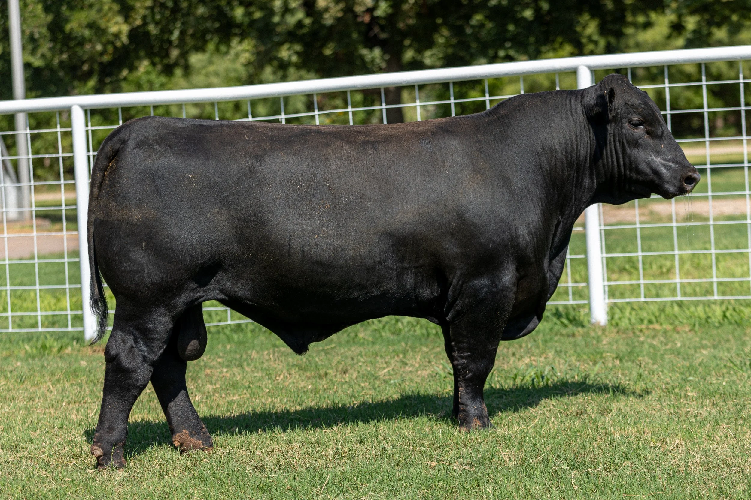 BCRED QUARTERBACK 436