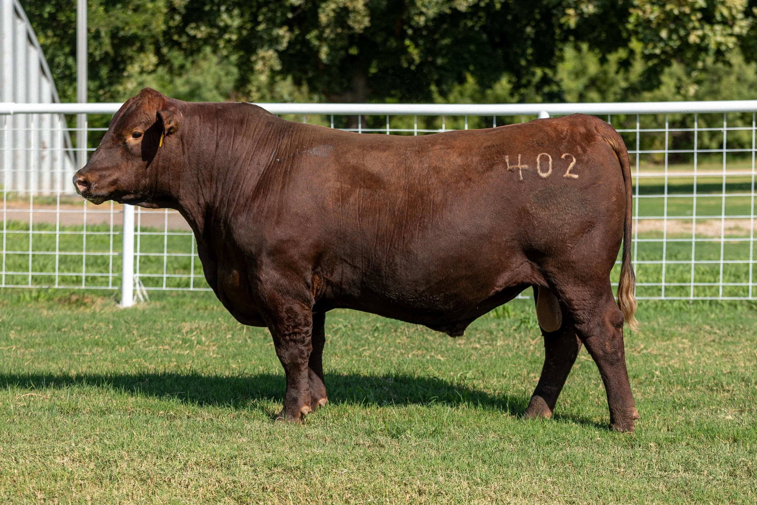 BCRED HOLLYWOOD 402 -
PIE HOLLYWOOD 222 x BROWN MS FRANCHISE G603