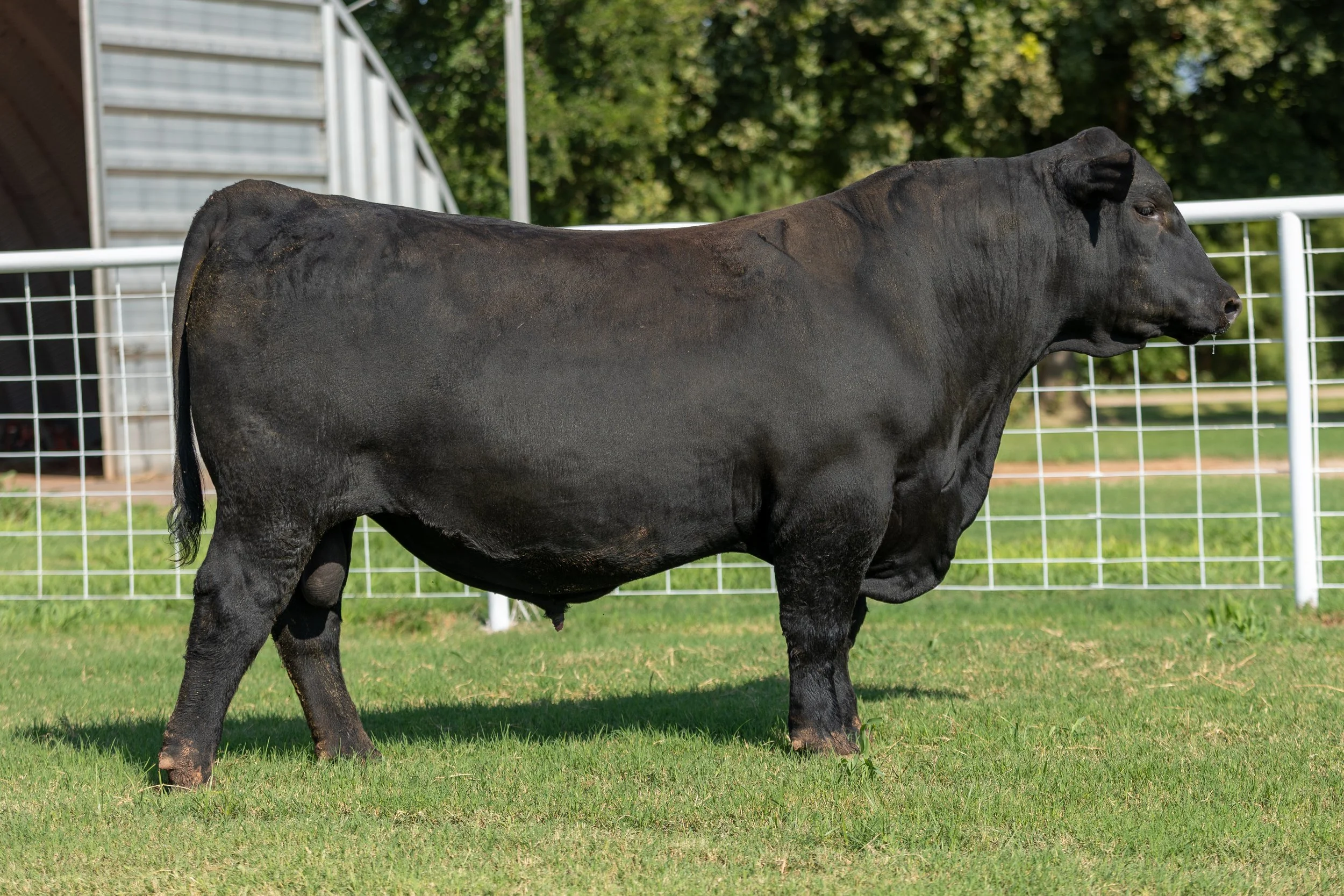 BCRED HOLLYWOOD 414 -
PIE HOLLYWOOD 222 x BERWALD ABIGRACE 1133J