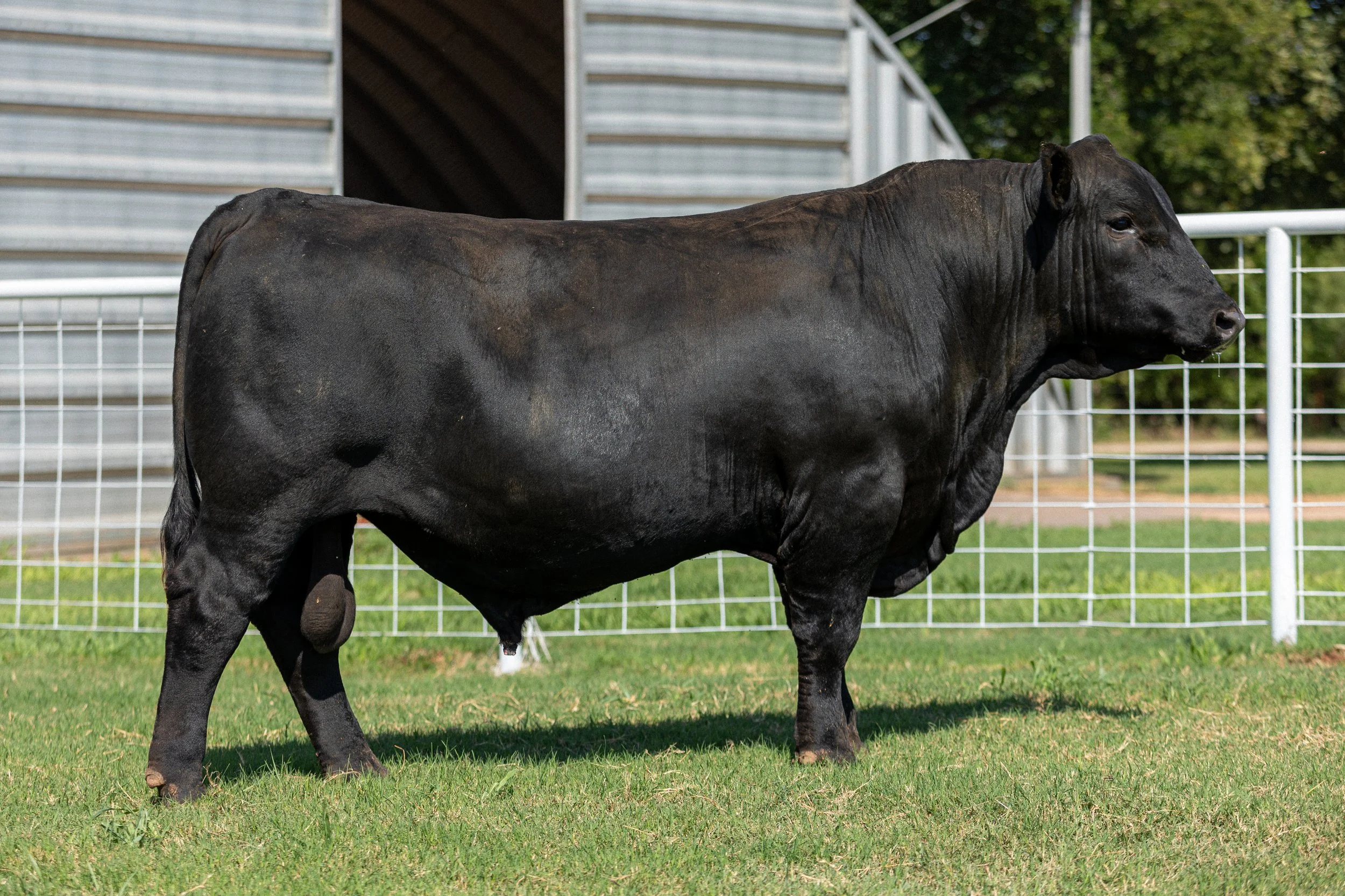 BCRED CONFIDENCE 416 -
BROWN CRSB CONFIDENCE G1410 x BCRED SEREOLA 203