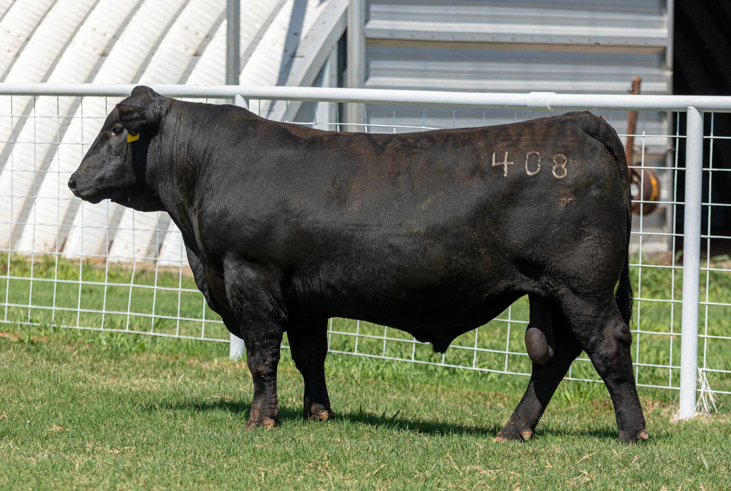 BCRED CONFIDENCE 408 -
BROWN CRSB CONFIDENCE G1410 x BIEBER PRIMROSE 306D