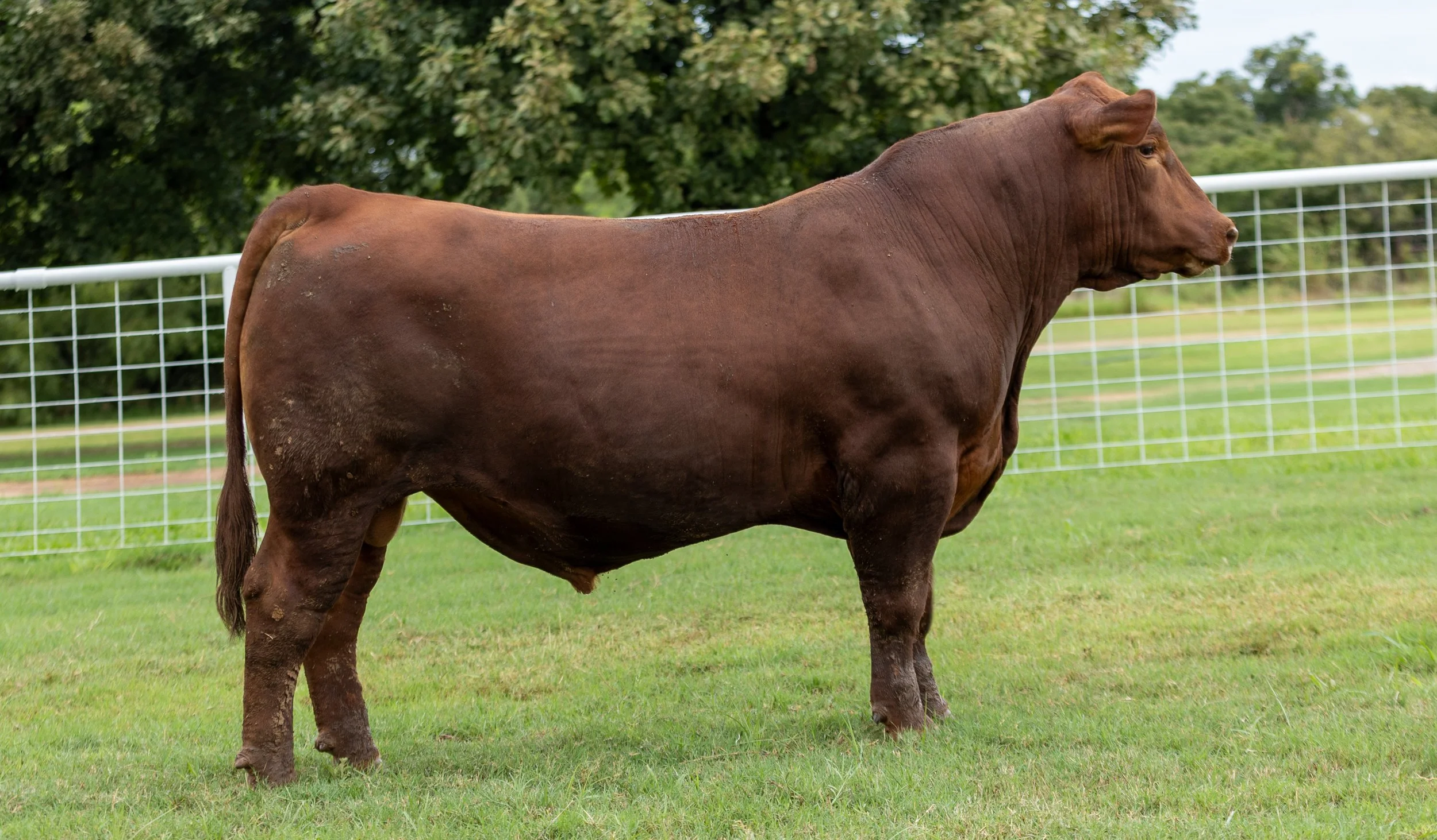 BCRED HOLLYWOOD 433 -
PIE HOLLYWOOD 222 x PIE BONNE BEL 852