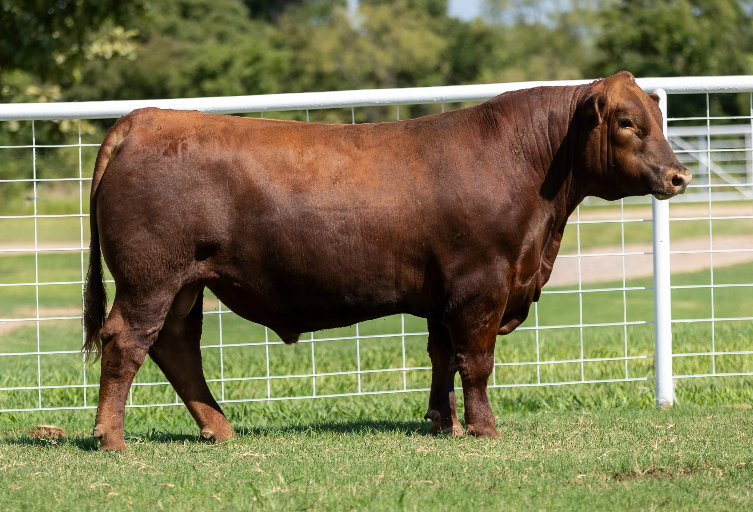 BCRED CONFIDENCE 409 -
BROWN CRSB CONFIDENCE G1410 x PIE ARY 858