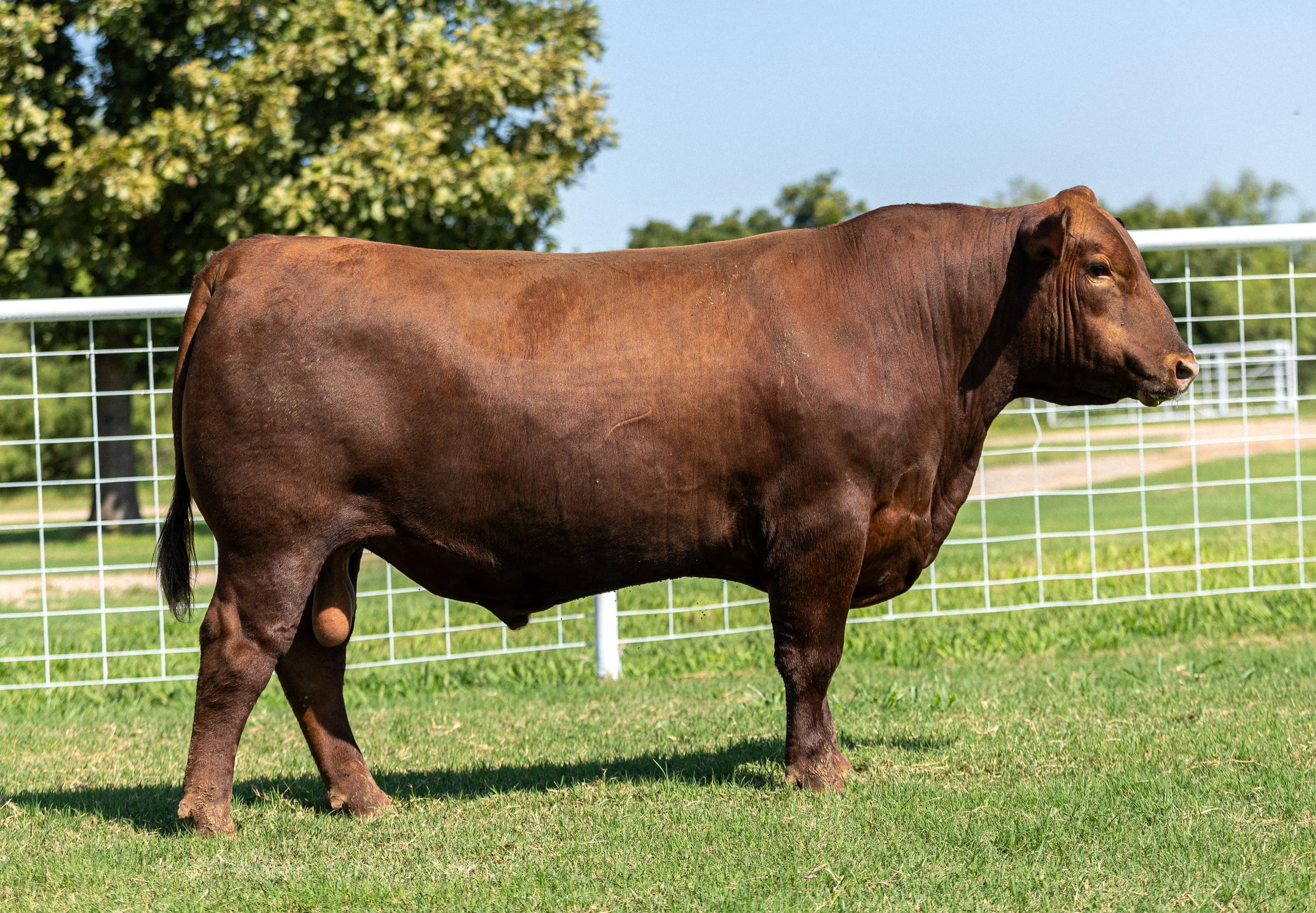 BCRED HOLLYWOOD 442 -
PIE HOLLYWOOD 222 x PIE BONNE BEL 852