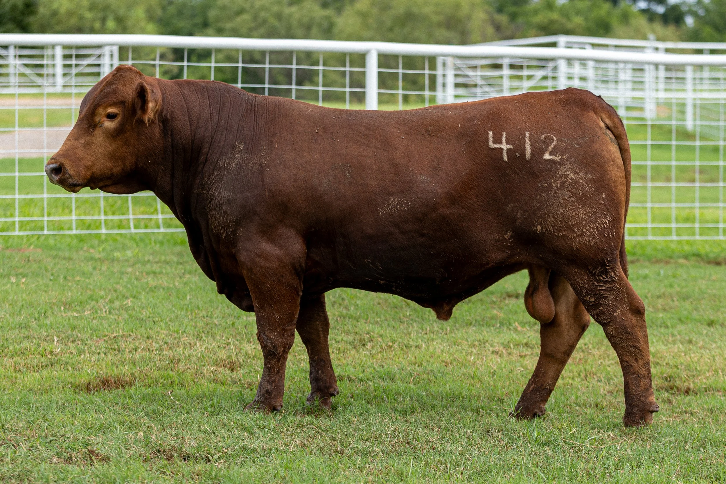 4MCC FUSION 412