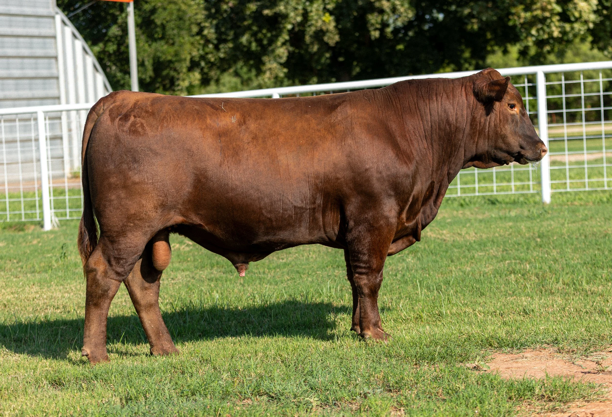 BCRED COMMANDER 469