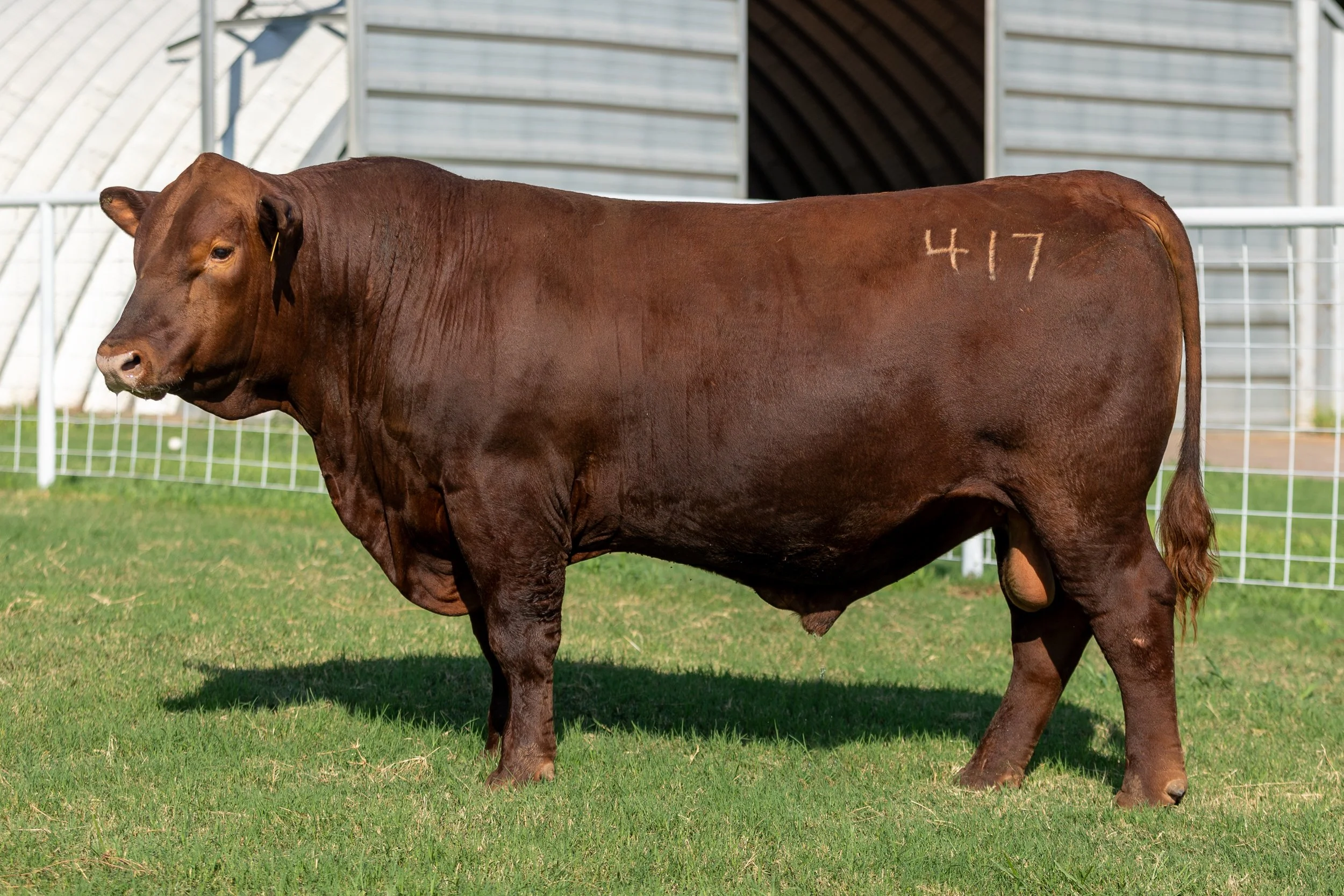 BCRED MAXMIUS 417 -
BIEBER MAXIMUS E294 x BCRED SEREOLA 203