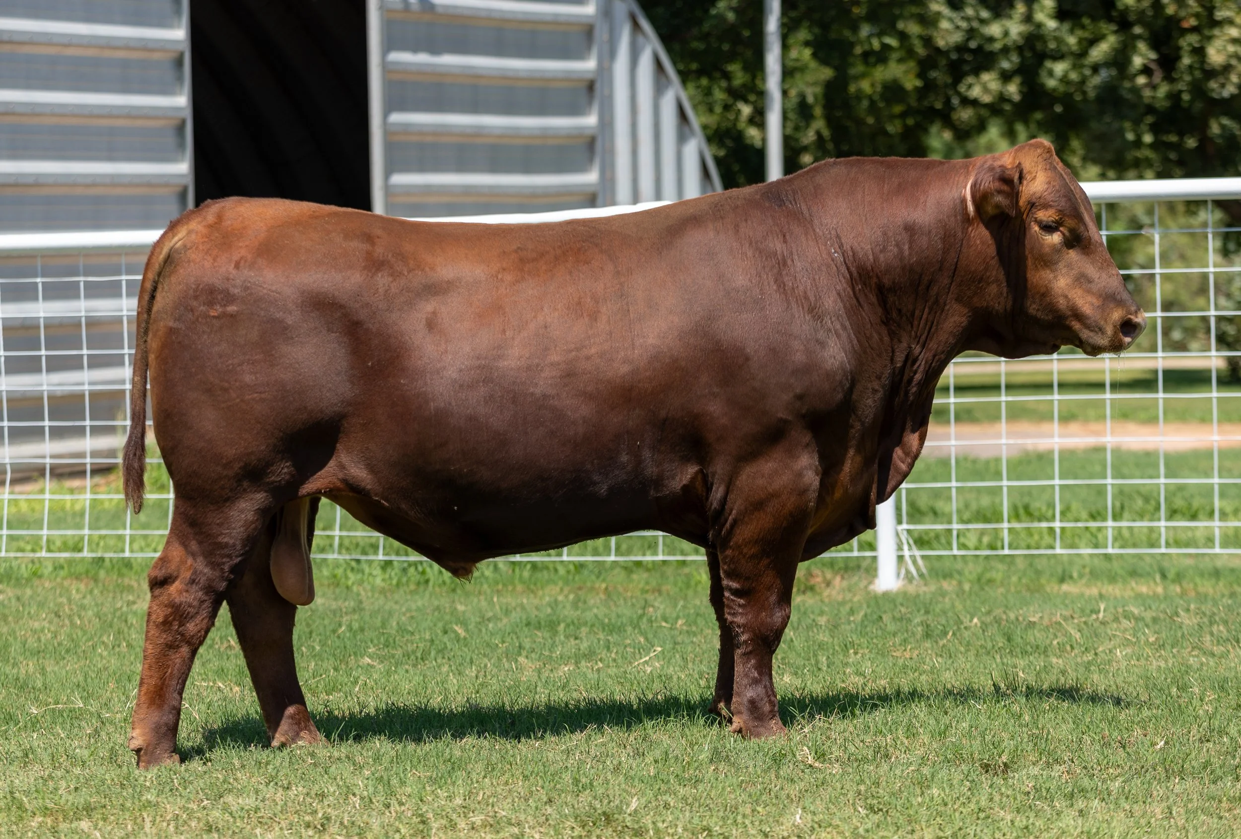 BCRED HOLLYWOOD 448 -
PIE HOLLYWOOD 222 x PIE BONNE BEL 852