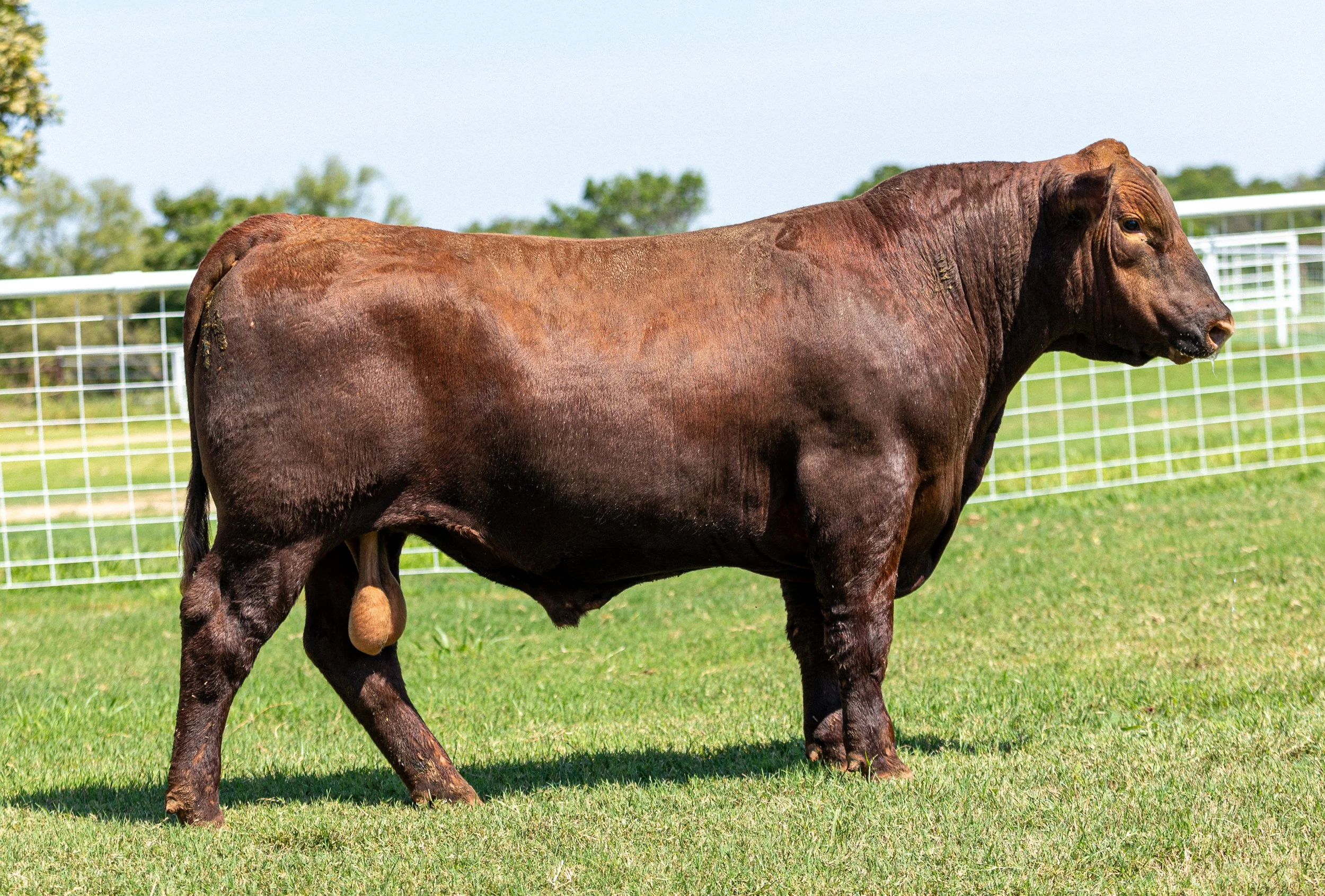 BCRED STOCKMARKET 458