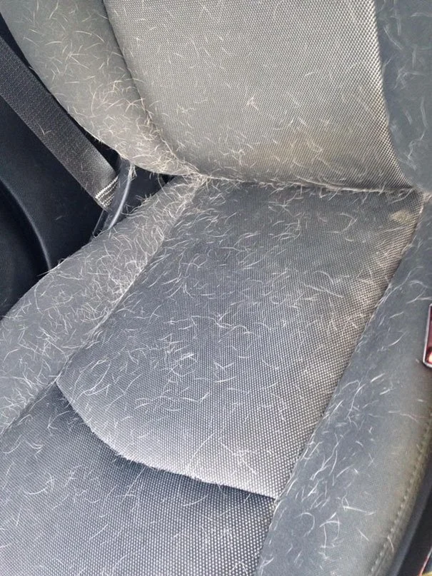 Heavy pet hair embedded in car seat fabric