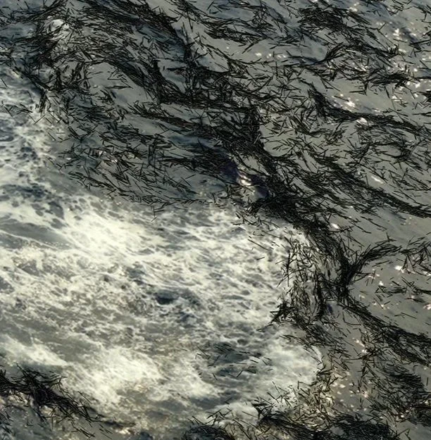 LANDSCAPES FOR TEST, 2008