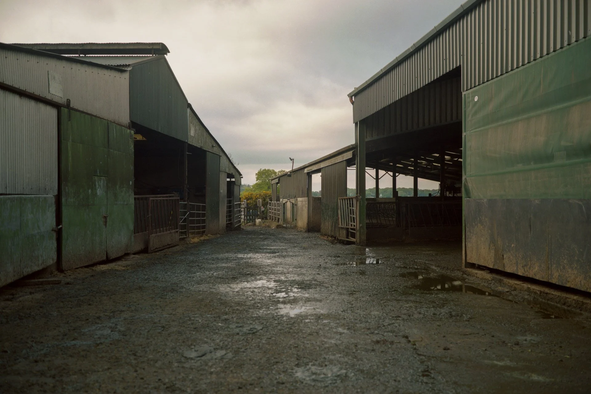 Cowhouse_20240605_16240415.jpg