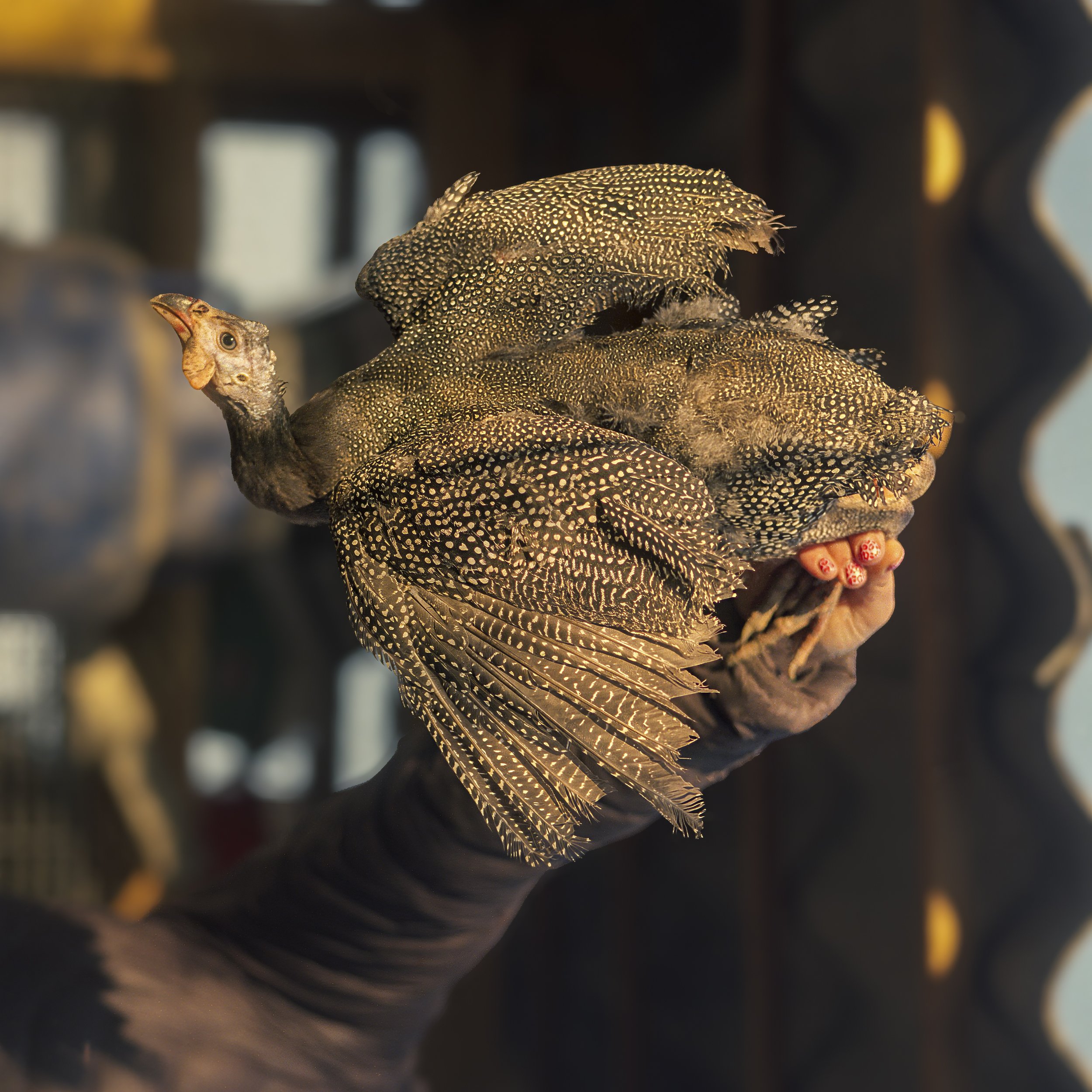 Hand holding fowl