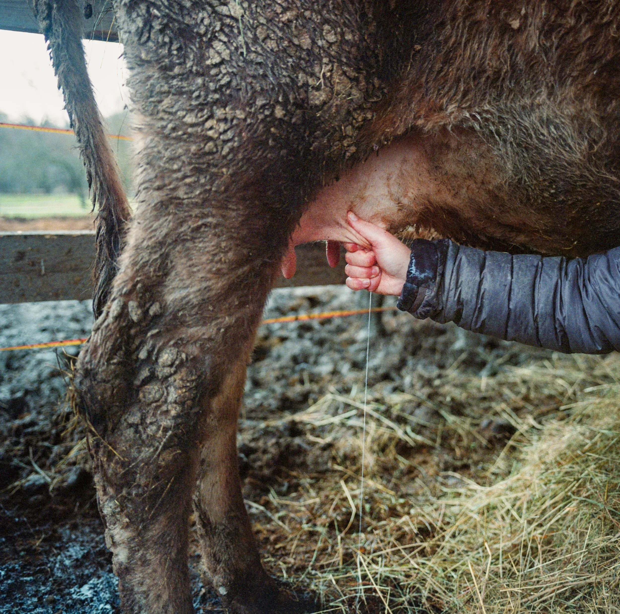 Hand milking cow on small farm